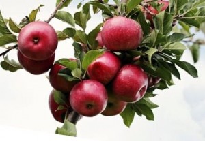 Красные яблоки на дереве